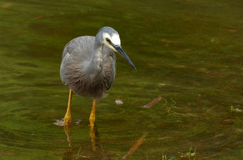 The white-faced heron (Egretta novaehollandiae) - Free image #414561